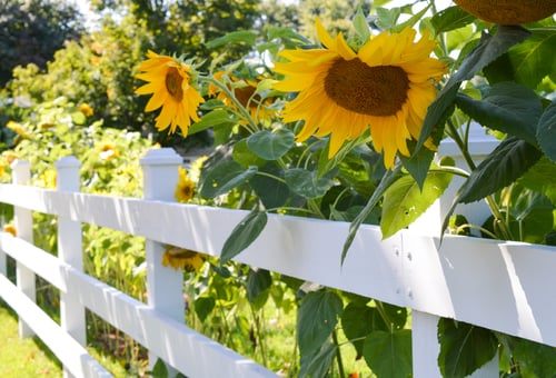 Wood, Vinyl, or Chain-Link: Picking a Fence That Survives Memphis Weather
