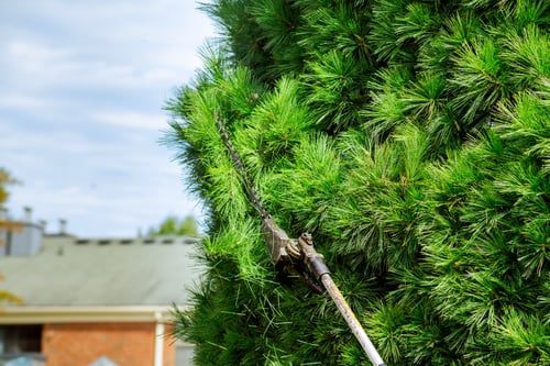 Tree Service