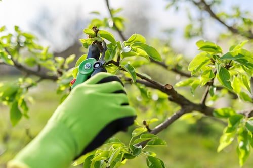 Trim It, Remove It, or Leave It Alone? Reading a Memphis Tree